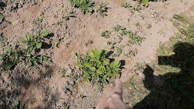 ВЛОГ На даче Заболели томаты смотреть онлайн