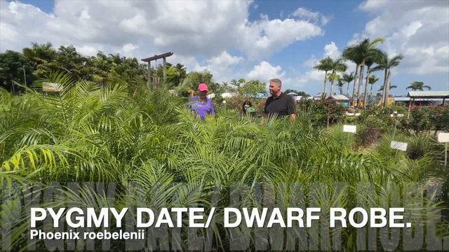 MUST-HAVE ACCENT PLANTS FOR A STUNNING GARDEN смотреть онлайн