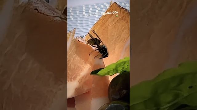 Оса сьела всю мою еду смотреть онлайн