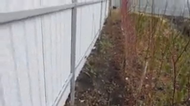 О живой изгороди. Из каких культур планирую выращивать изгородь. смотреть онлайн