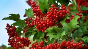 Куст калины растёт у меня во дворе