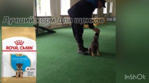 Обучение щенка немецкой овчарки базовым навыкам послушания.
