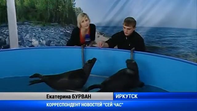 Мир глазами нерпы