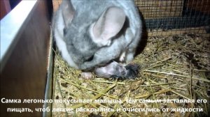 Роды у шиншилл. Как рожает шиншилла.