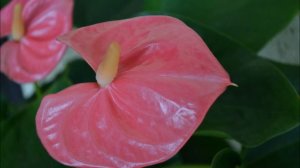 Видео и фото цветения 26 сортов антуриума. Как купить цветок антуриум