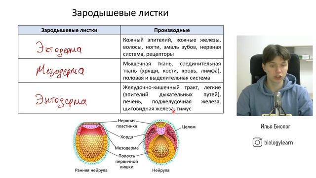Эмбриогенез ЕГЭ по биологии | Зародышевые листки смотреть онлайн