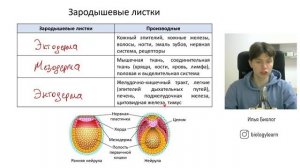 Эмбриогенез ЕГЭ по биологии | Зародышевые листки