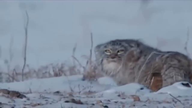 Manul Life Could Be Dream