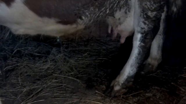 Как меняется корова перед отелом и как узнать что скоро она отелится смотреть онлайн