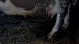 Как меняется корова перед отелом и как узнать что скоро она отелится