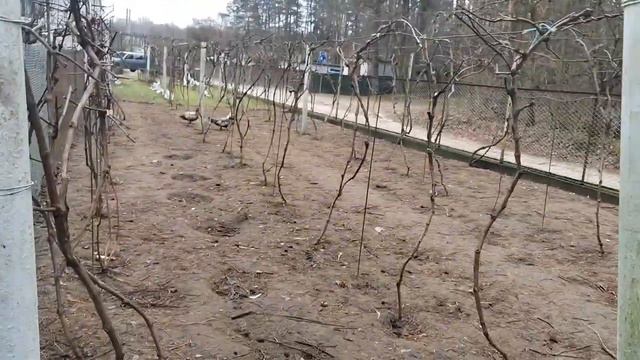 1 января 2024 год. Новый год начался по расписанию. Жизнь продолжается... смотреть онлайн