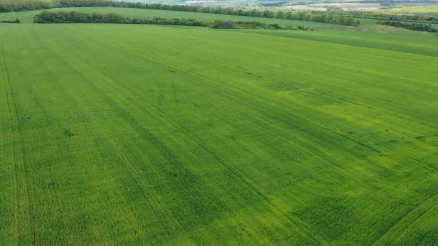 Опыты Cultan 2020 промежуточные результаты внесения КАС 32 - пшеница, Березовка, Харьковский район смотреть онлайн