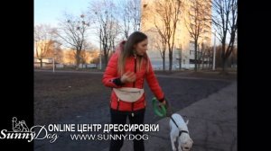 Собака убежала - как наказывать и нужно ли? Что делать хозяину?