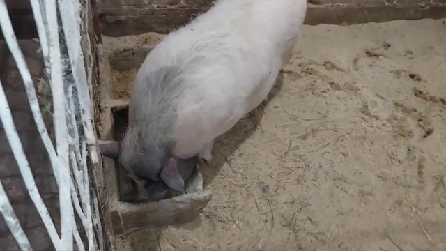 Сделал гнездо для бентамки. Наконец-то у них всё получилось.