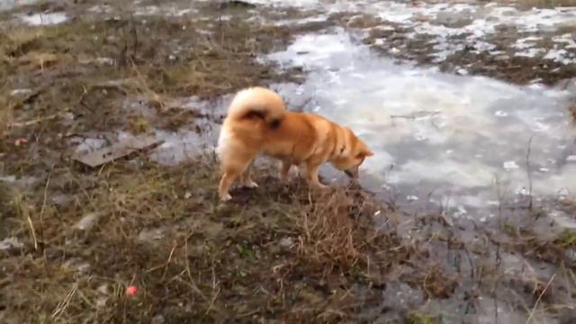 САМЫЙ ГРЯЗНЫЙ ВЛОГ смотреть онлайн