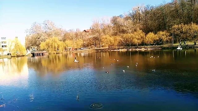 Чайки..Природа...Голосеево.Киев..30 марта 2023 смотреть онлайн