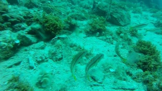Mullus barbatus смотреть онлайн
