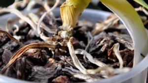 Что делать Если желтеют листья Орхидеи!  Как спасти Орхидею?