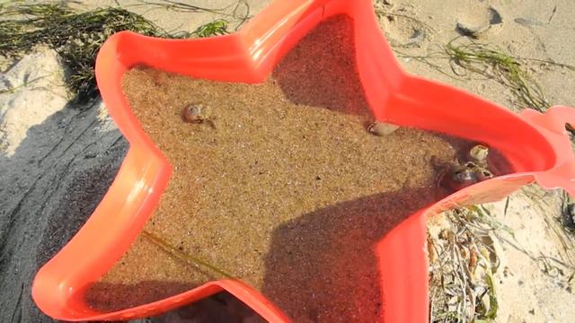 Рачки-отшельники смотреть онлайн