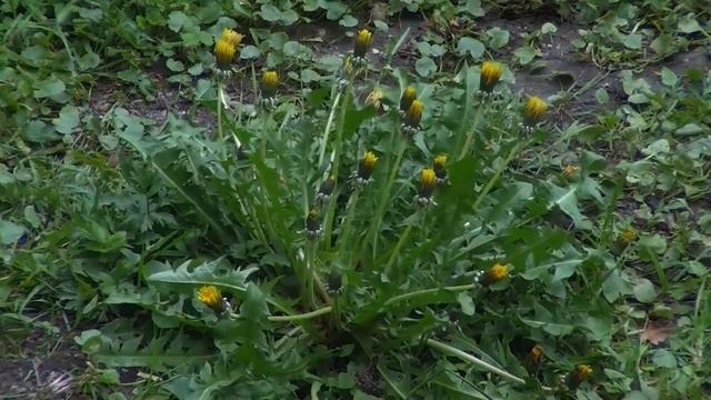 ??ЗВУКИ ПРИРОДЫ. ??УСПОКАИВАЮЩЕЕ ПЕНИЕ ПТИЦ.ЗВУКИ ЛЕСА. смотреть онлайн