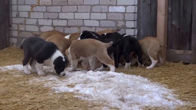 Маленькие Дракончики.2 мес.п-к