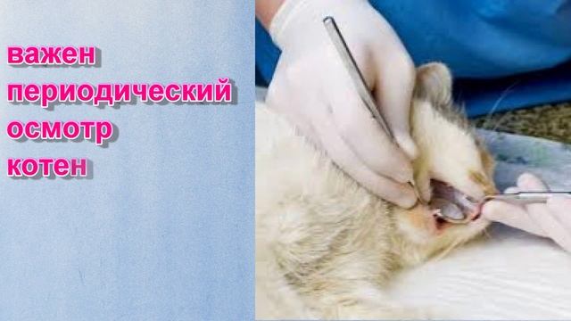 Смена зубов у котят/Особенности ухода в этот период! смотреть онлайн