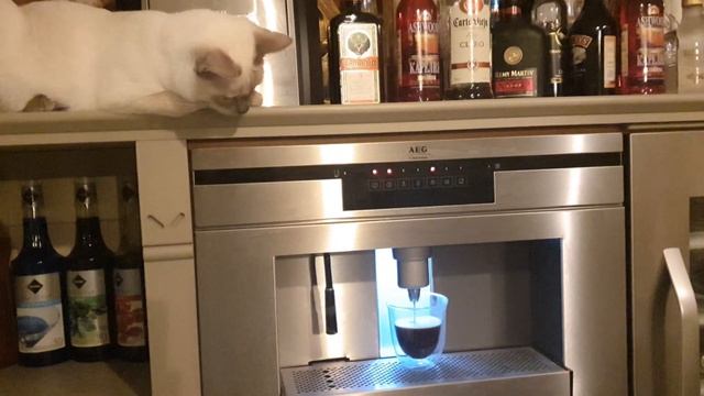 КОТОБЛОГ смотреть онлайн