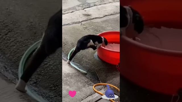 Хорошая растяжка у кота