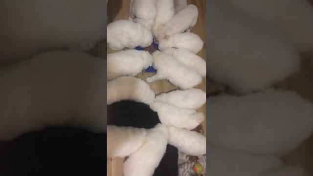 Щенки кушают мяско смотреть онлайн