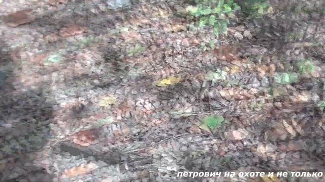 ТИХАЯ ОХОТА ! В ДЕНЬ ОТКРЫТИЯ ОХОТЫ НА УТКУ . СОБИРАЕМ ГРИБЫ НА ТОРФЯНИКЕ! смотреть онлайн