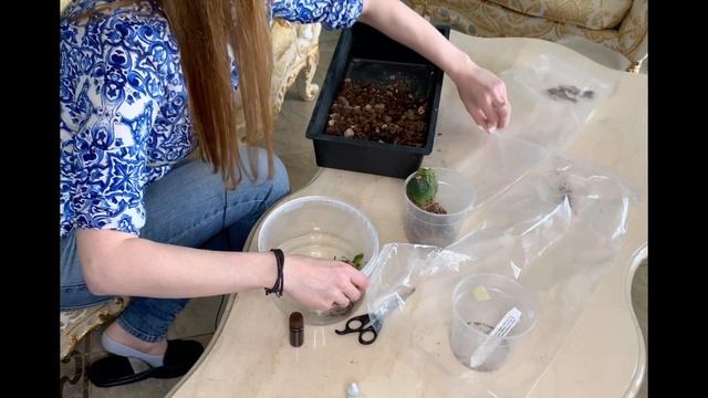 Орхидеи Японские ликасты. Секреты адаптации