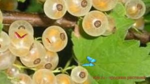 Смородина белая Беляна (ribes niveum belyana) ? Беляна обзор: как сажать, саженцы смородины Беляна
