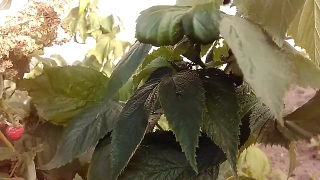 Малина Бабье лето. Первые ягодки. смотреть онлайн