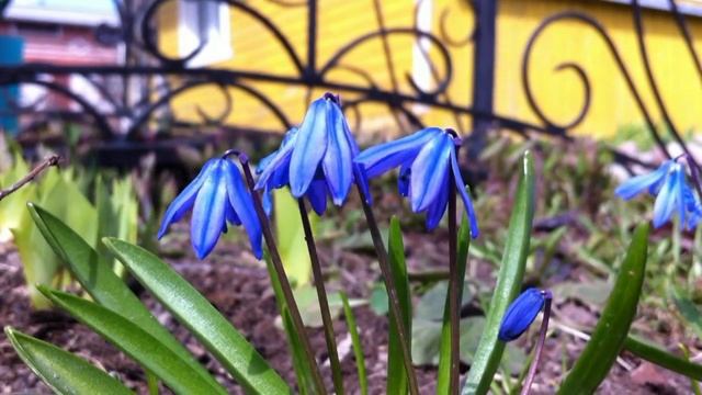 Дача весна 1 мая 2011 год смотреть онлайн