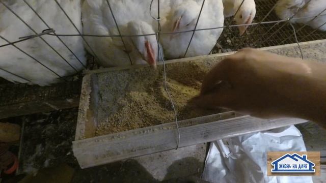 Вес КОББ500 в 35 дней. Рентабельность бройлеров смотреть онлайн