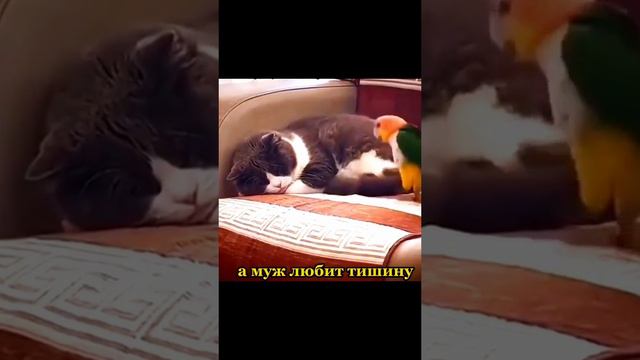 video_27@21-04-2024_15-03-17 смотреть онлайн