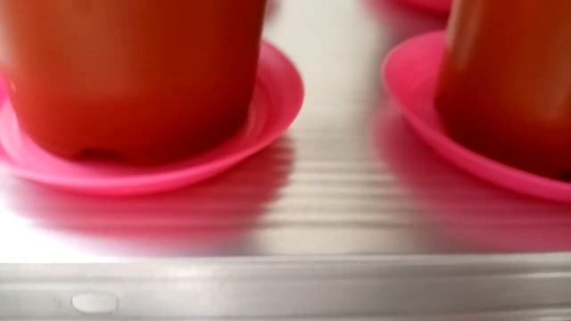 Обзор бегоний на новом стеллаже. Орхидея ваниль. смотреть онлайн