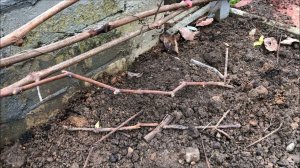 Открываем виноград после зимы. Лепсна, ты как, жива?