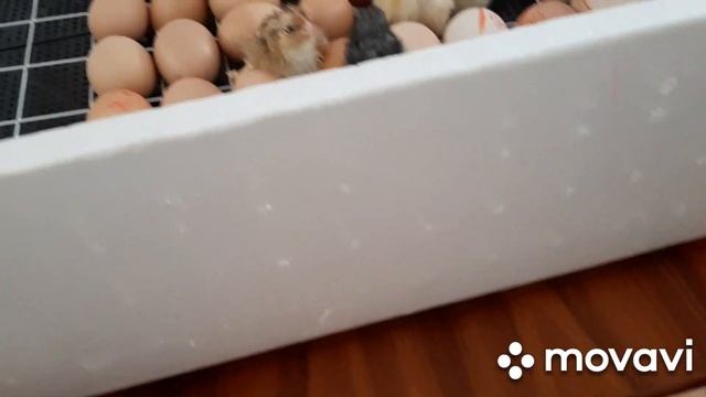 Брудер своими руками. #Бройлеры#Куры#гуси#голошейки# Огород. смотреть онлайн