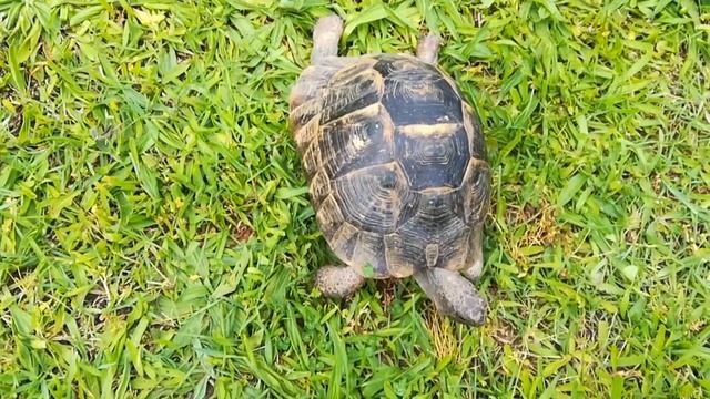 Релакс Сухопутные черепахи смотреть онлайн