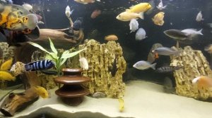 Аквариум с малавийскими цихлидами.  22.04.2024 г.   #цихлиды #аквариумные рыбки #северум