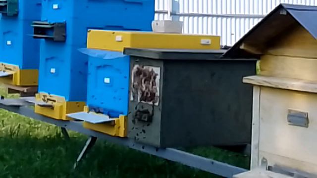 Привез рой, отличный облёт!!! Ответ некоторым "комментаторам"!!! смотреть онлайн