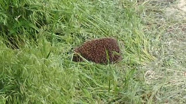 ежик бежит смотреть онлайн