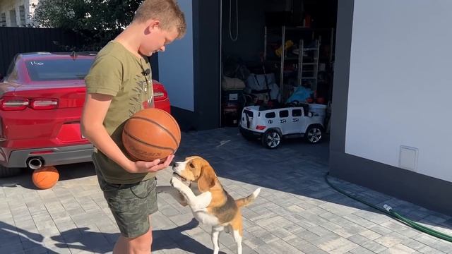 ШЕРЛОК БАСКЕТБАЛИСТ. УЧИТ ИГРАТЬ ЗА ДЕНЬГИ. БРОС ШОУ ПЕТ смотреть онлайн