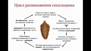 Печеночный сосальщик Fasciola hepatica - Фасциолёз - заболевание животных и человека
