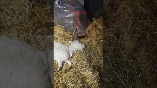 Перед родами коза упала на ноги. Родила. И ушла в кому. смотреть онлайн