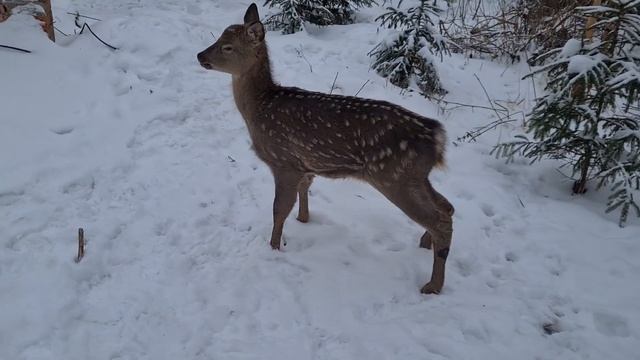 Олень ест кусты. Кошка играет. Волонтеры работают - Эх, хорошо! смотреть онлайн