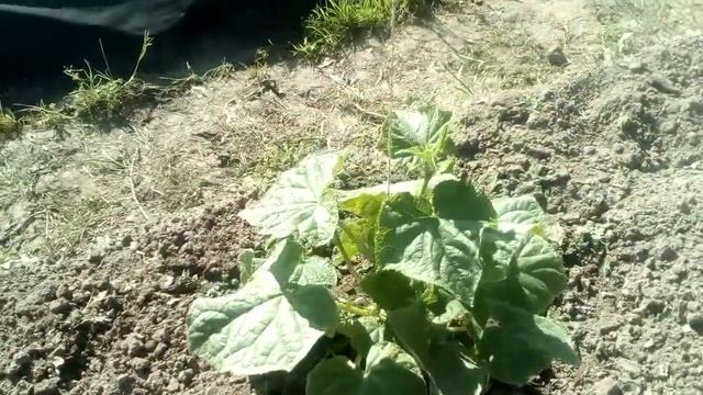 Крепыши огурцы. Сорт Герман. 20.06 смотреть онлайн