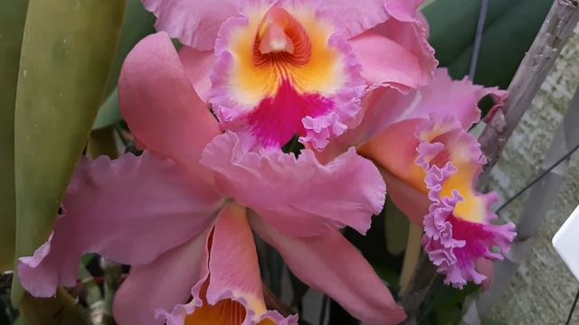 Blc. George King 'Serendipity'