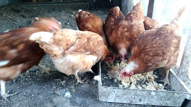 Не вздумай перекармливать кур-несушек. Красные куры-несушки. смотреть онлайн